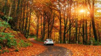 Fall foliage with car on road